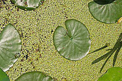 TGS 2024：《野狗子》玩法展示宣传片 展示附身系统